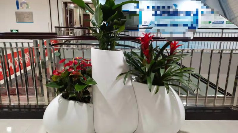 果岭草与百慕大草坪：谁才是高尔夫球场草坪的黄金搭档？**