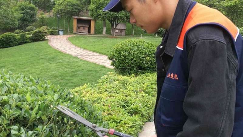 道路绿化植物配置，如何兼顾美观与实用？**