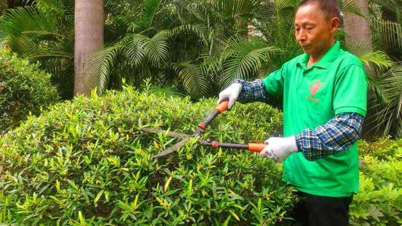 高档花卉租摆定制：打造绿色空间的秘密武器**